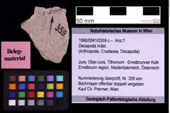 Foto (Objekt + Etiketten) von Decapoda indet. (NHMW-GEO-1990-0041-0359c)